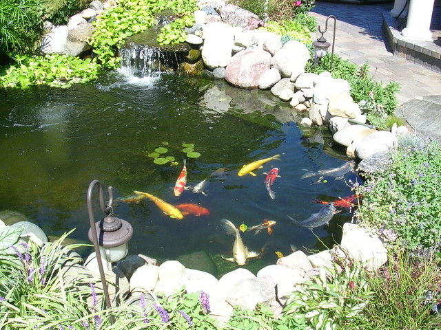 Fish Pond